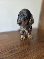 Luna , a female Miniature Dachshund for sale in Fountain Valley, CA – 2 of 4