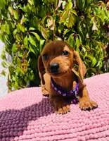 Miniature dachshund , a female Miniature Dachshund for sale in Fountain Valley, CA – Photo 2 of 3