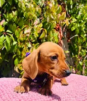 Miniature dachshund , a female Miniature Dachshund for sale in Fountain Valley, CA – Photo 3 of 3