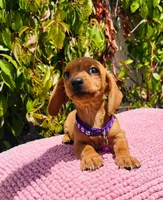 Miniature dachshund , a female Miniature Dachshund for sale in Fountain Valley, CA – Photo 1 of 3