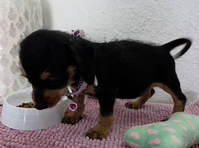 Miniature dachshund , a female Miniature Dachshund for sale in Fountain Valley, CA – 4 of 7