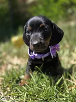 Miniature dachshund, a female Miniature Dachshund for sale in Fountain Valley, CA – 4 of 4
