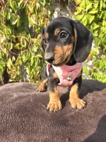 Frida, a female Dachshund for sale in Fountain Valley, CA – 3 of 3
