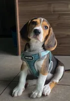 Zeus , a male Beagle for sale in Santa Fe Springs, CA – 3 of 3