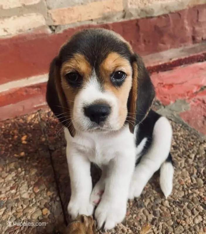Beagle – Beagle puppy for sale in Fountain Valley, CA