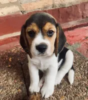 Beagle, a male Beagle for sale in Fountain Valley, CA – 1 of 1