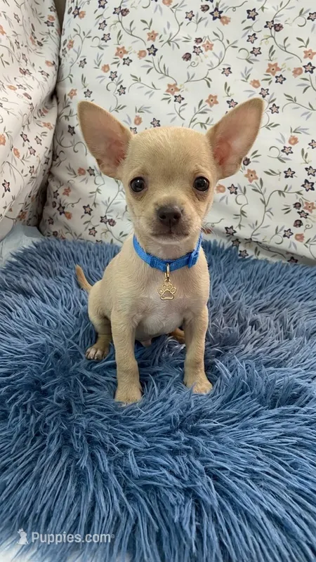 Peanut – Chihuahua puppy for sale in Santa Fe Springs, CA
