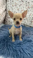 Peanut, a male Chihuahua for sale in Santa Fe Springs, CA – 1 of 1