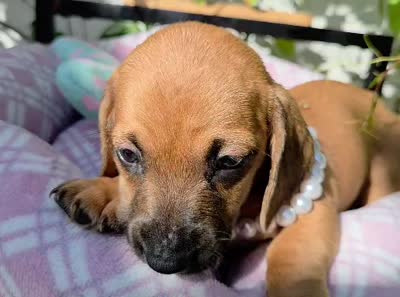 Dachshund miniature , a female Miniature Dachshund for sale in Fountain Valley, CA – 5 of 5