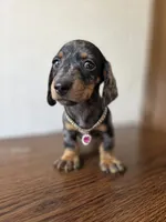 Luna , a female Miniature Dachshund for sale in Fountain Valley, CA – 3 of 4