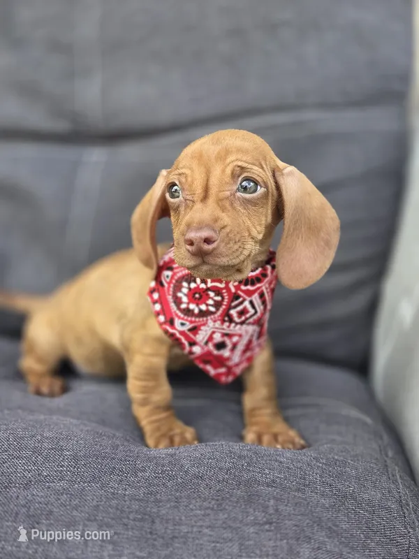 Dachshund  – Dachshund puppy for sale in Fountain Valley, CA