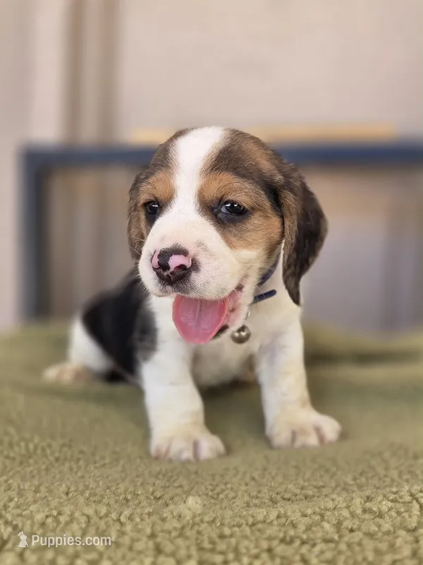 Beagle – Beagle puppy for sale in Santa Fe Springs, CA