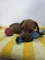  Miniature dachshund , a male Miniature Dachshund for sale in Fountain Valley, CA – 2 of 4