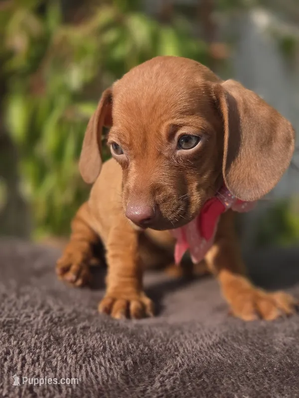 Miniature dachshund   – Miniature Dachshund puppy for sale in Fountain Valley, CA