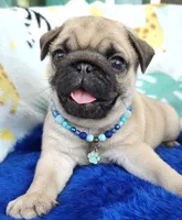 Pug, a male Pug for sale in Fountain Valley, CA – 3 of 3