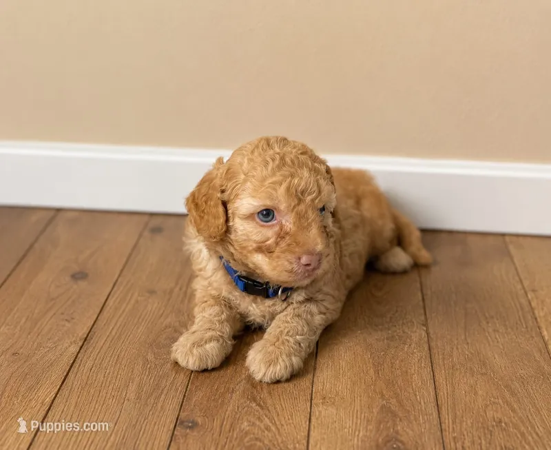 Maltipoo  – Maltipoo puppy for sale in Fountain Valley, CA