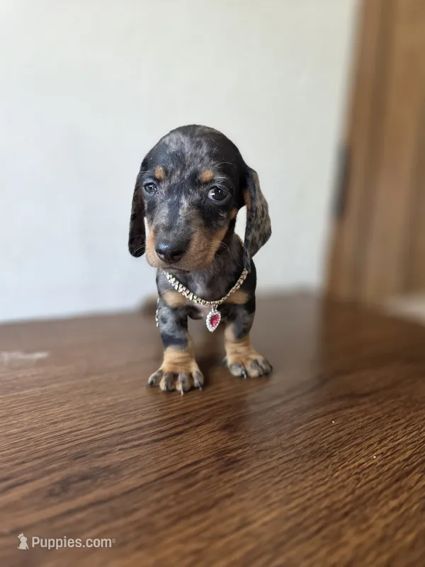 Luna  – Miniature Dachshund puppy for sale in Fountain Valley, CA