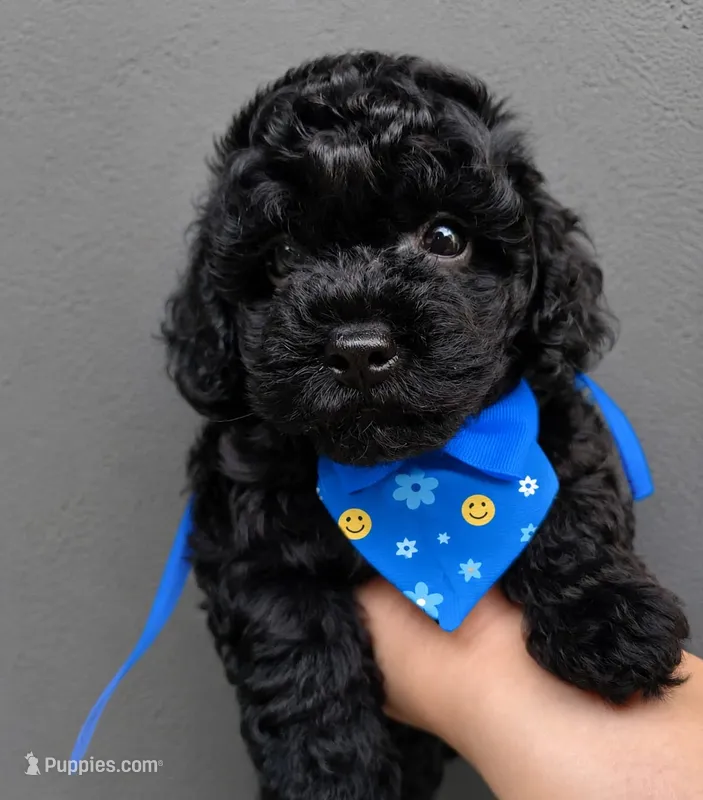 Maltipoo – Maltipoo puppy for sale in Fountain Valley, CA