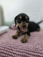 Miniature dachshund , a female Miniature Dachshund for sale in Fountain Valley, CA – 6 of 7