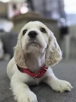 English cocker spaniel , a male English Cocker Spaniel for sale in Fountain Valley, CA – 2 of 3