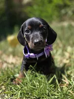 Dachshund miniature , a female Miniature Dachshund for sale in Fountain Valley, CA – 3 of 4
