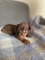 Hersheys, a male Chihuahua for sale in Santa Fe Springs, CA – 5 of 5