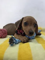  Miniature dachshund , a male Miniature Dachshund for sale in Fountain Valley, CA – 3 of 4