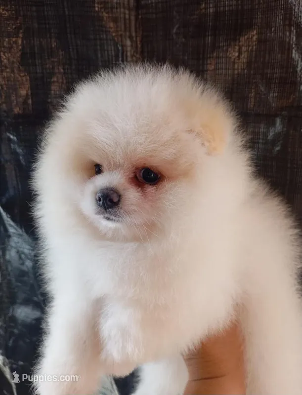 teacup pomeranian  – Pomeranian puppy for sale in Santa Fe Springs, CA