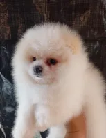 teacup pomeranian , a male Pomeranian for sale in Santa Fe Springs, CA – 1 of 1
