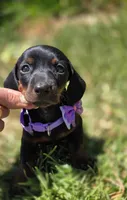 Miniature dachshund, a female Miniature Dachshund for sale in Fountain Valley, CA – 1 of 4