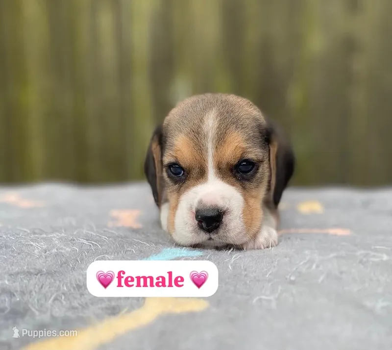 Molly  – Beagle puppy for sale in Fountain Valley, CA