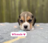 Molly , a female Beagle for sale in Fountain Valley, CA – 1 of 1