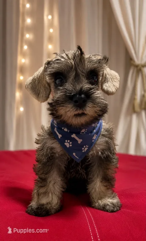 Schnauzer miniature  – Miniature Schnauzer puppy for sale in Fountain Valley, CA