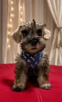 Schnauzer miniature , a male Miniature Schnauzer for sale in Fountain Valley, CA – 1 of 1