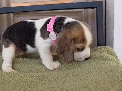 Bella, a female Beagle for sale in Santa Fe Springs, CA – 6 of 6