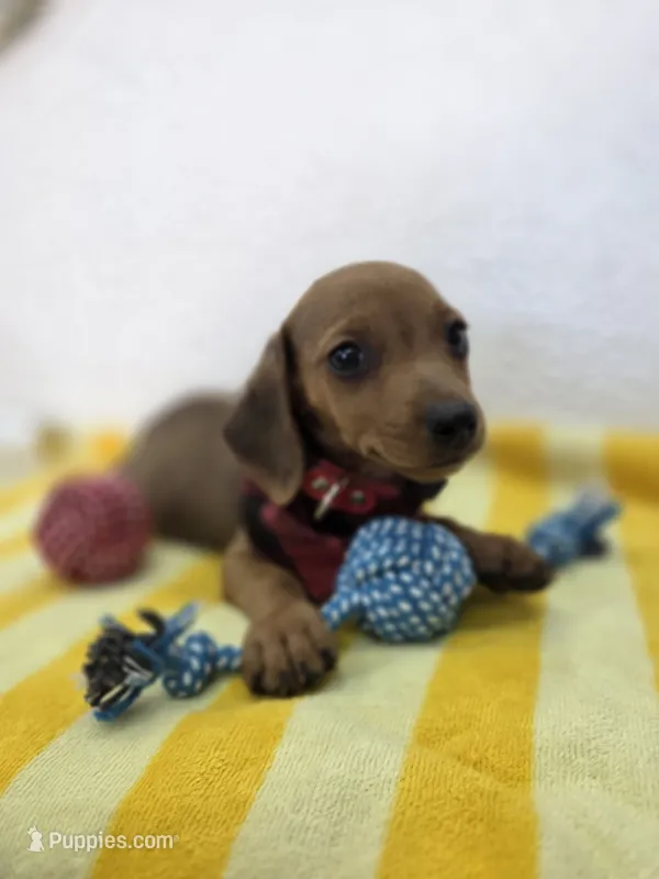  Miniature dachshund  – Miniature Dachshund puppy for sale in Fountain Valley, CA