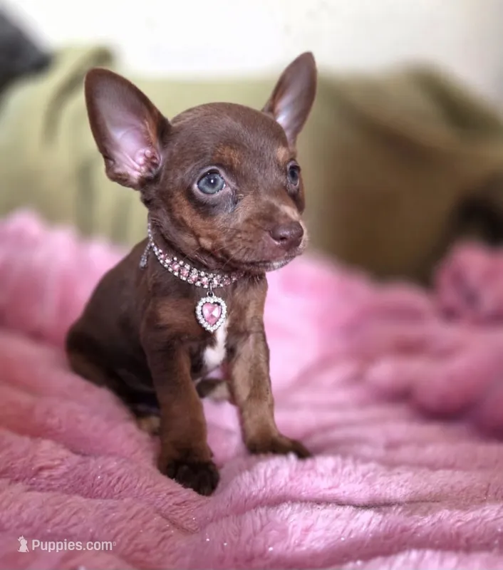Cocoa – Chihuahua puppy for sale in Santa Fe Springs, CA