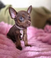Cocoa, a female Chihuahua for sale in Santa Fe Springs, CA – 1 of 5