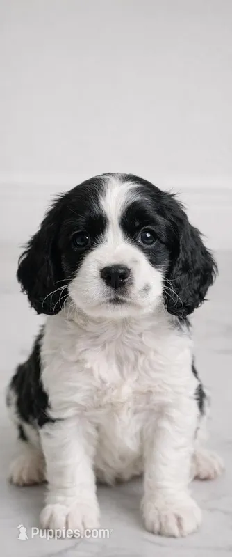 Teddy – English Cocker Spaniel puppy for sale in Cape Coral, FL