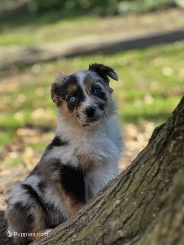 Patch, a male Australian Shepherd for sale in Dalton, OH – 1 of 6