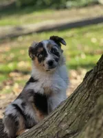 Patch, a male Australian Shepherd for sale in Dalton, OH – 1 of 6