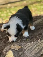 Aspen, a male Australian Shepherd for sale in Dalton, OH – 2 of 4