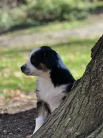 Cedar, a female Australian Shepherd for sale in Dalton, OH – 3 of 4