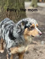 Paige, a female Australian Shepherd for sale in Dalton, OH – 4 of 4