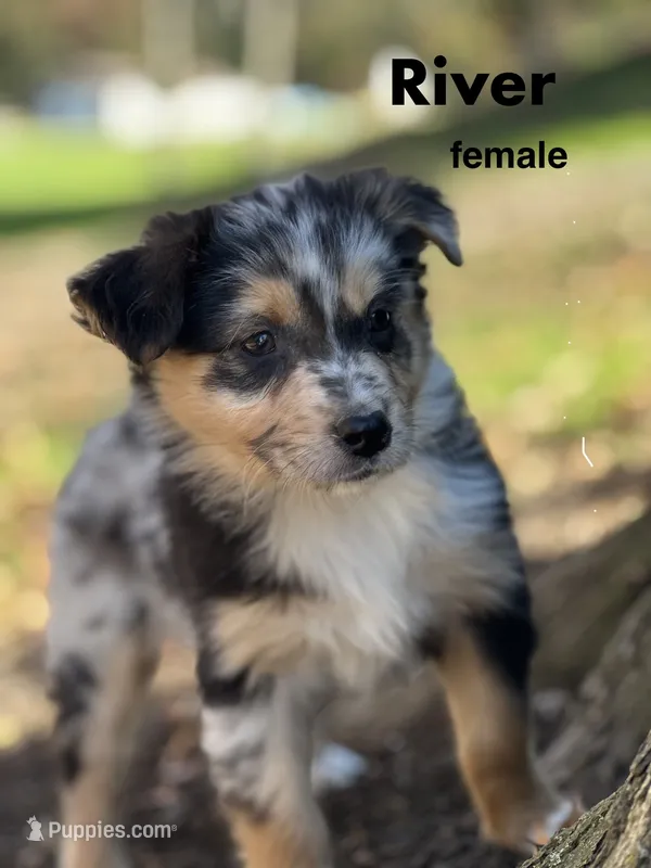 River, a female Australian Shepherd for sale in Dalton, OH – 1 of 6