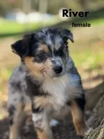 River, a female Australian Shepherd for sale in Dalton, OH – 1 of 6