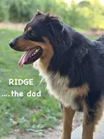 Tanner, a male Australian Shepherd for sale in Dalton, OH – 3 of 4