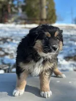 Nora, a female Australian Shepherd for sale in Dalton, OH – Photo 2 of 5