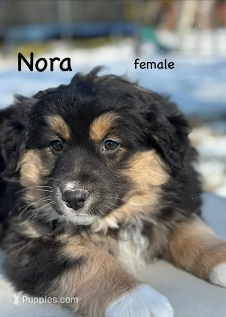 Nora