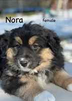 Nora, a female Australian Shepherd for sale in Dalton, OH – Photo 1 of 5
